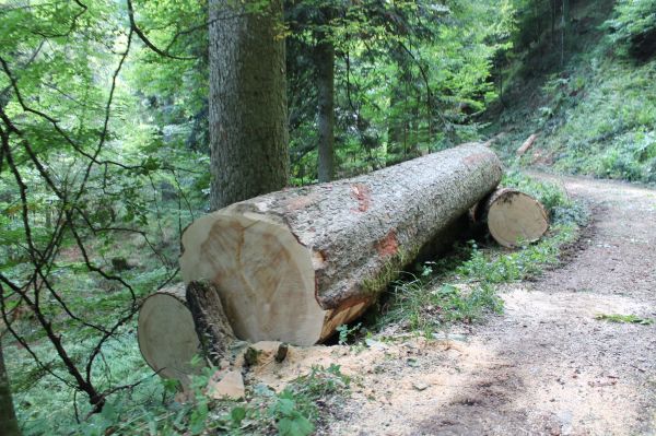 Starkholz mit über 50 cm Durchmesser ist für die industrielle Verarbeitung ungeeignet. Es sollte unbedingt dem Jungwuchs Platz machen.